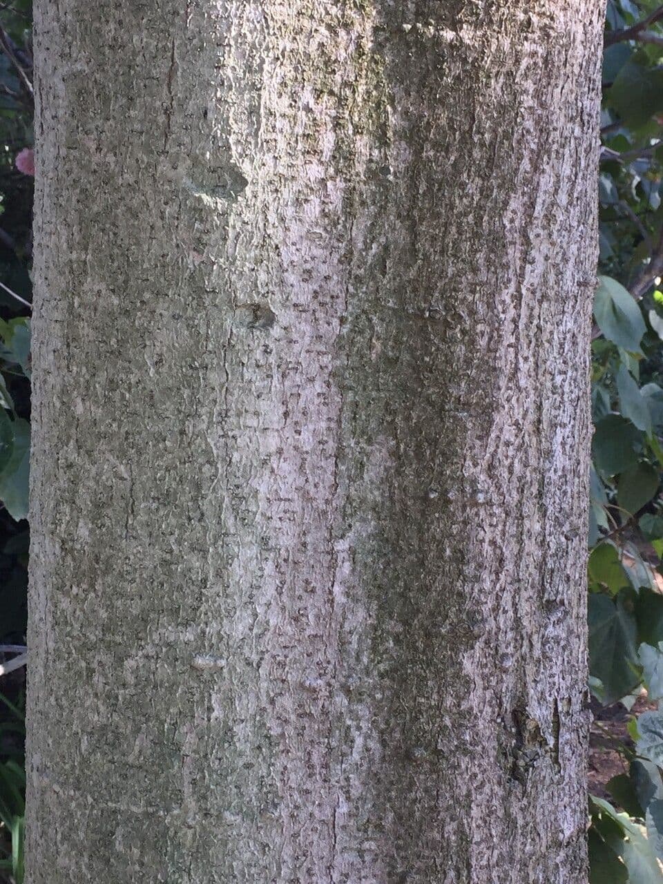 Karapofrucht 20