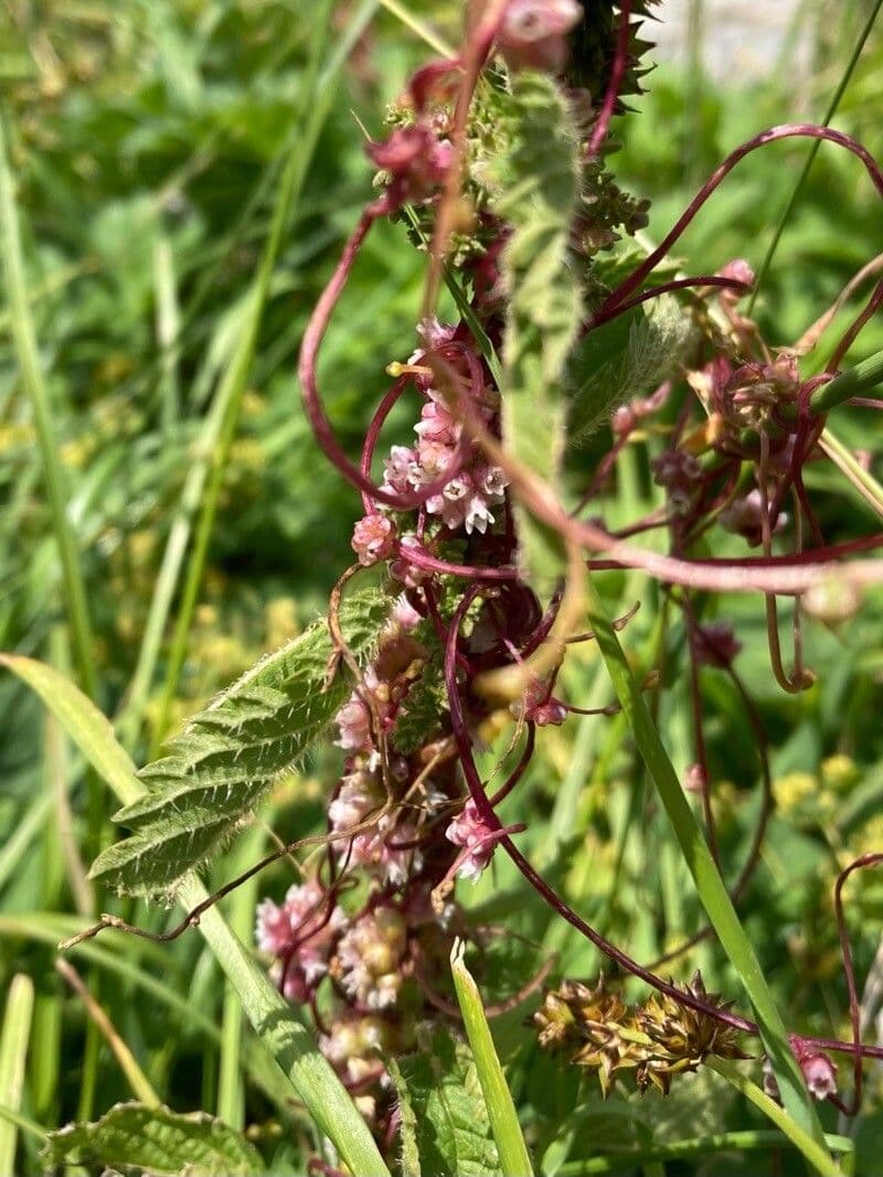 Cuscuta 9