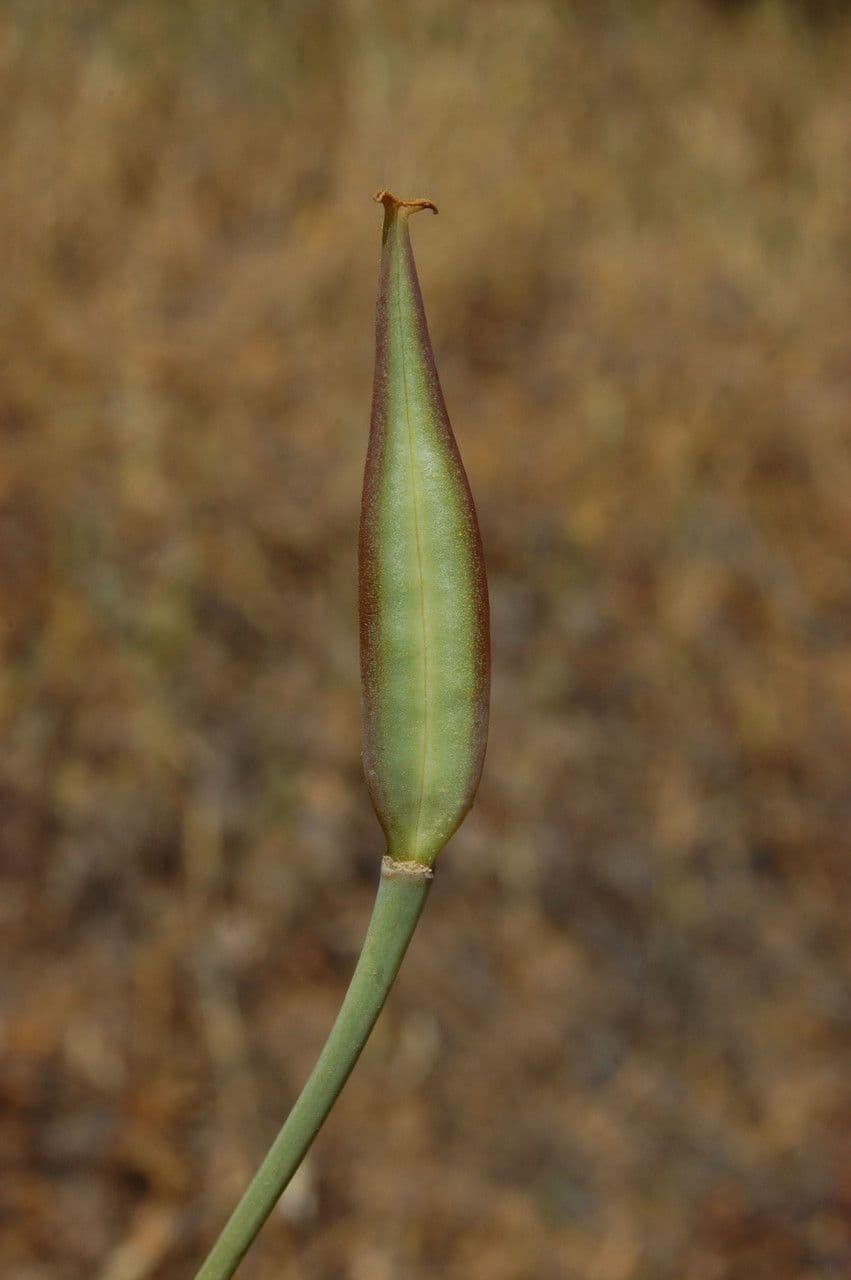 Calochortus luteus 2