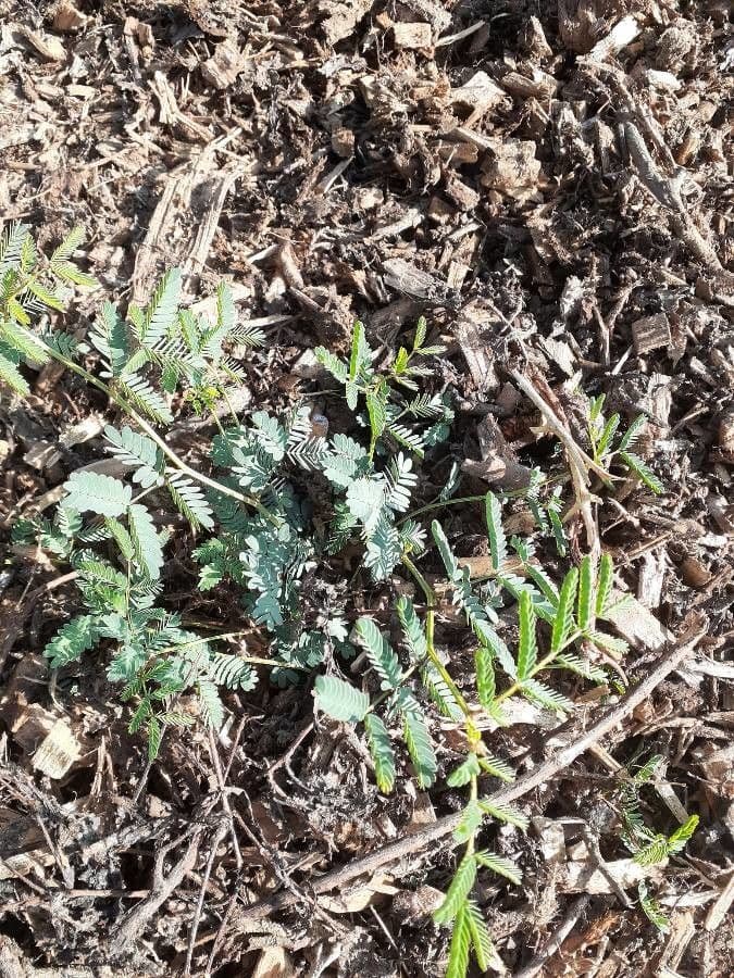Calliandra humilis 3