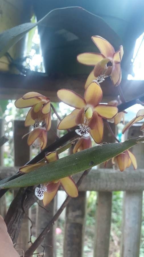 Eriopsis 2