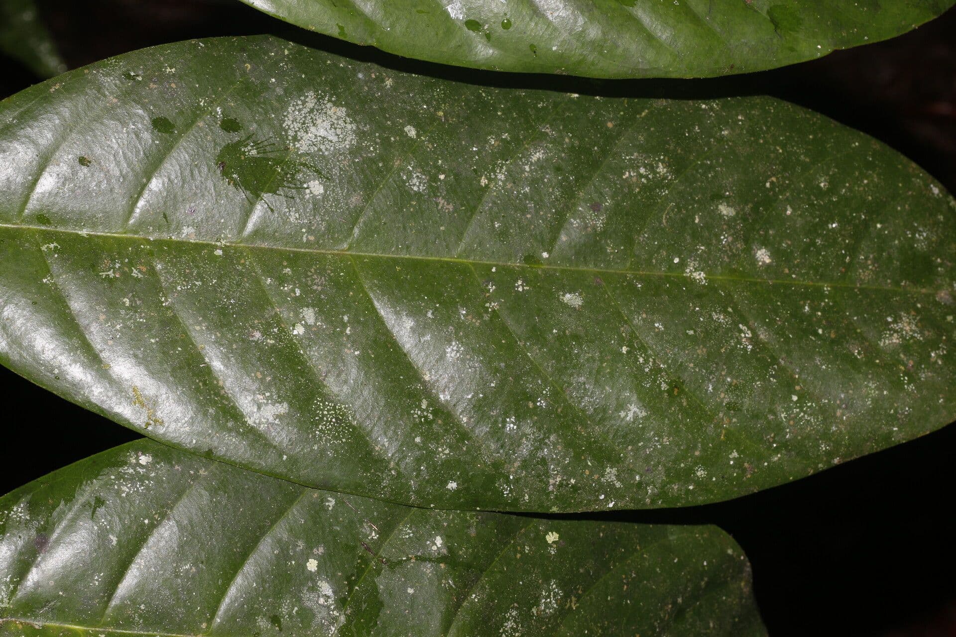 Metteniusa 4