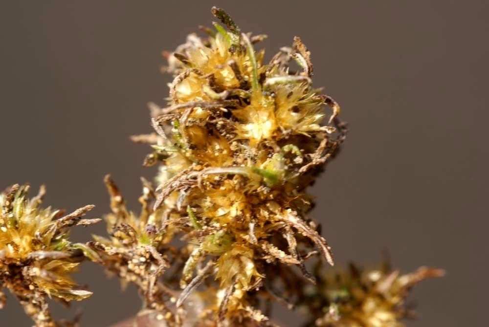 Ifloga spicata 11