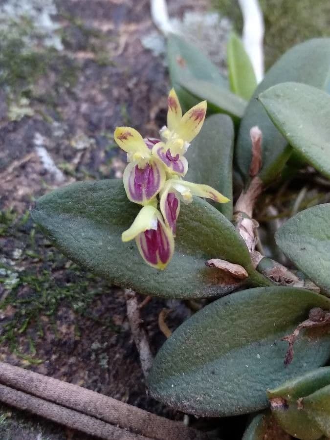 Acianthera
