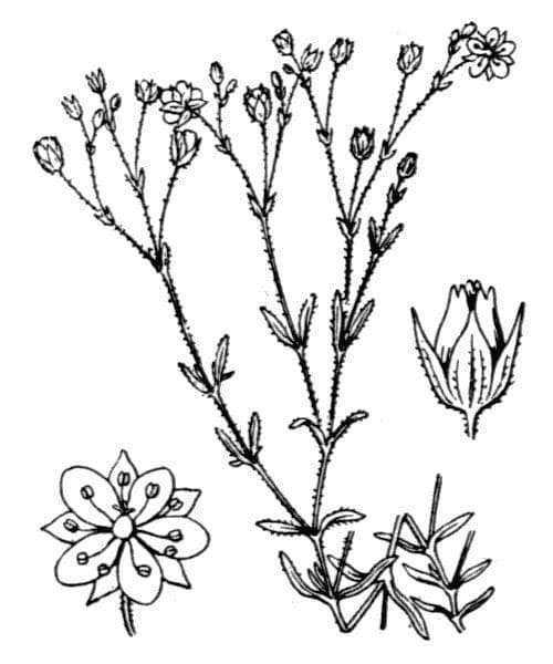 Arenaria modesta 13