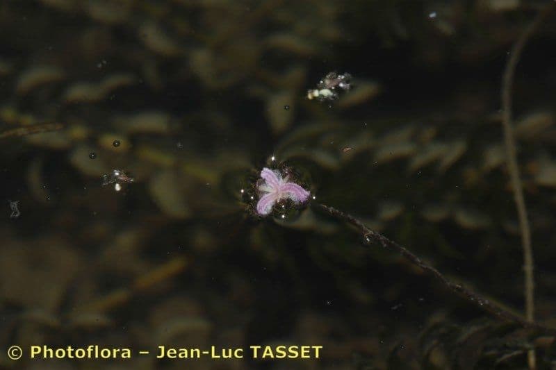 Elodea del Capo 5