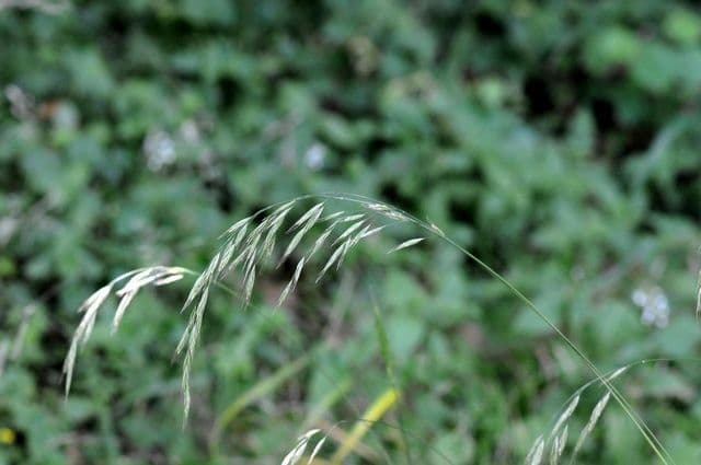 Wald-Trespe 3