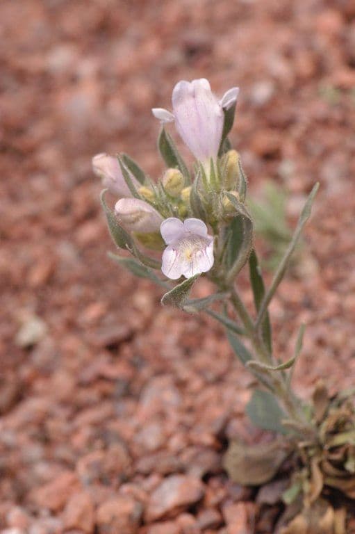 Penstemon 2