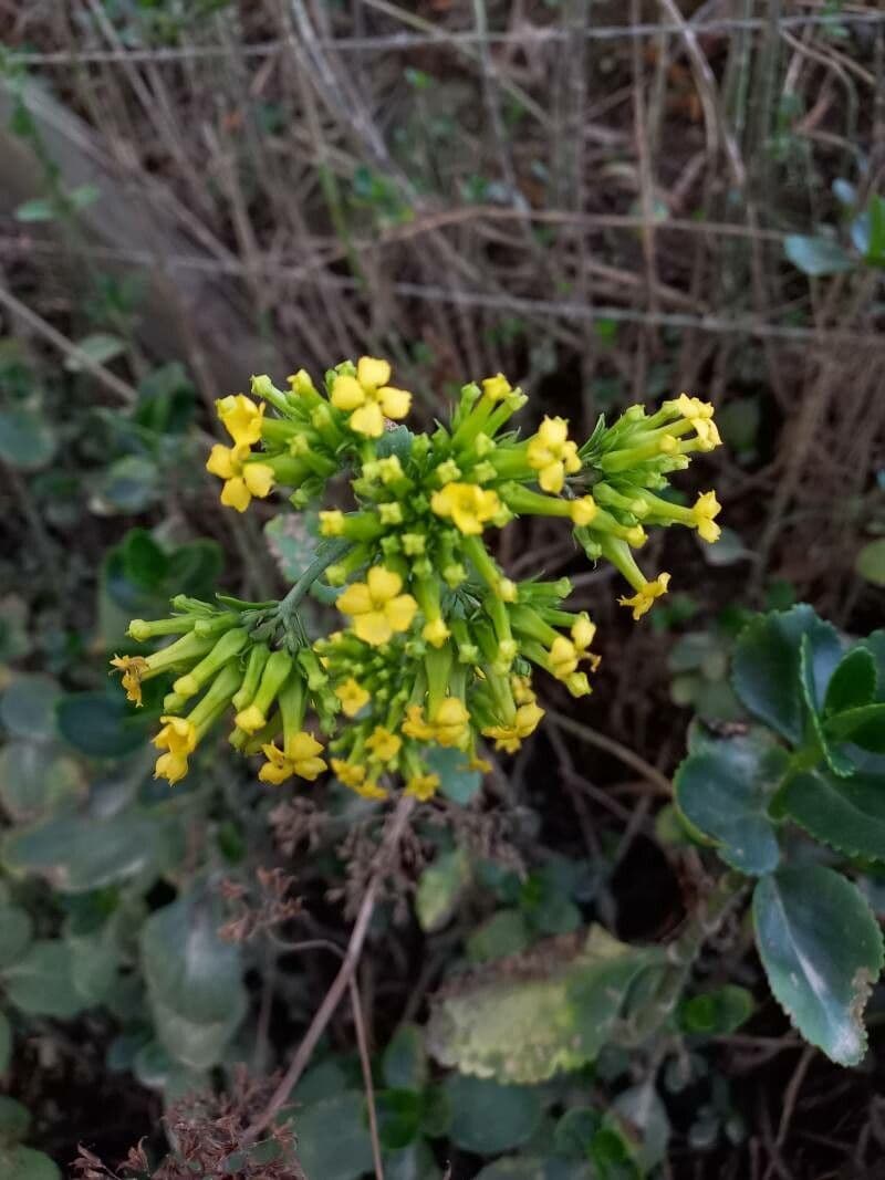 Kalanchoe densiflora 3