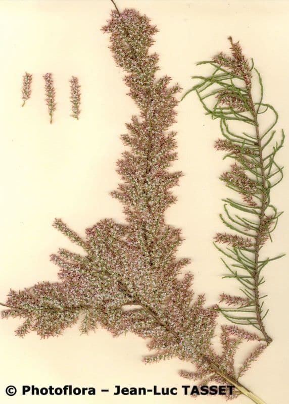 Tamarix parviflora 28