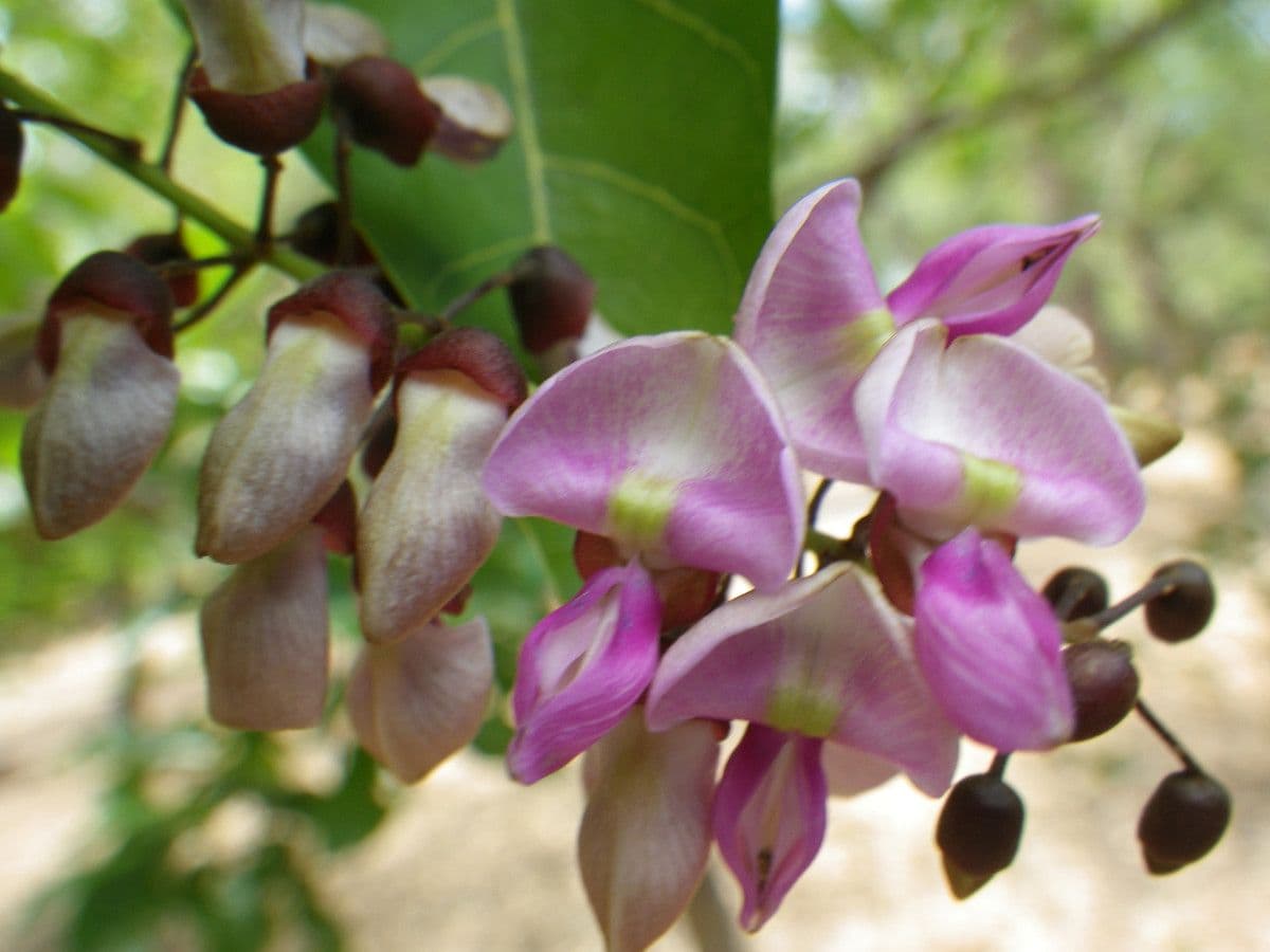 Pongamia 9