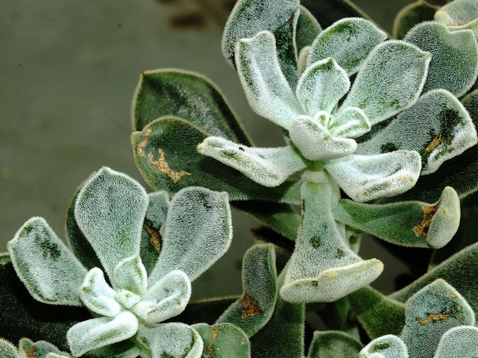 Echeveria 12