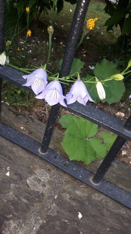 Campanilla 30