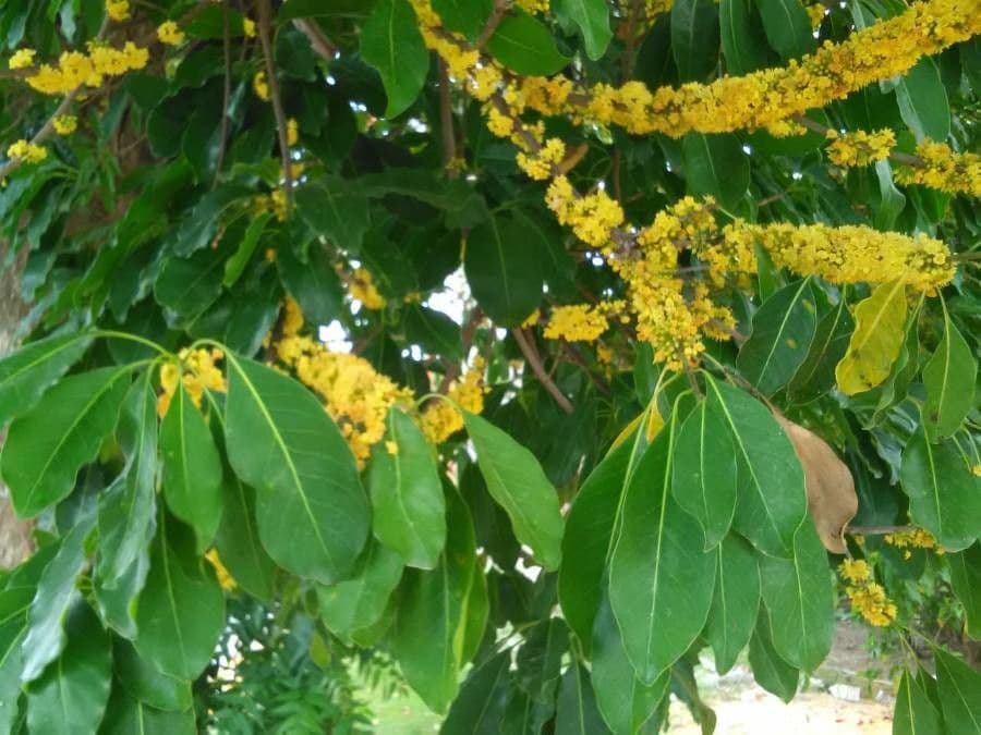 Sideroxylon 8