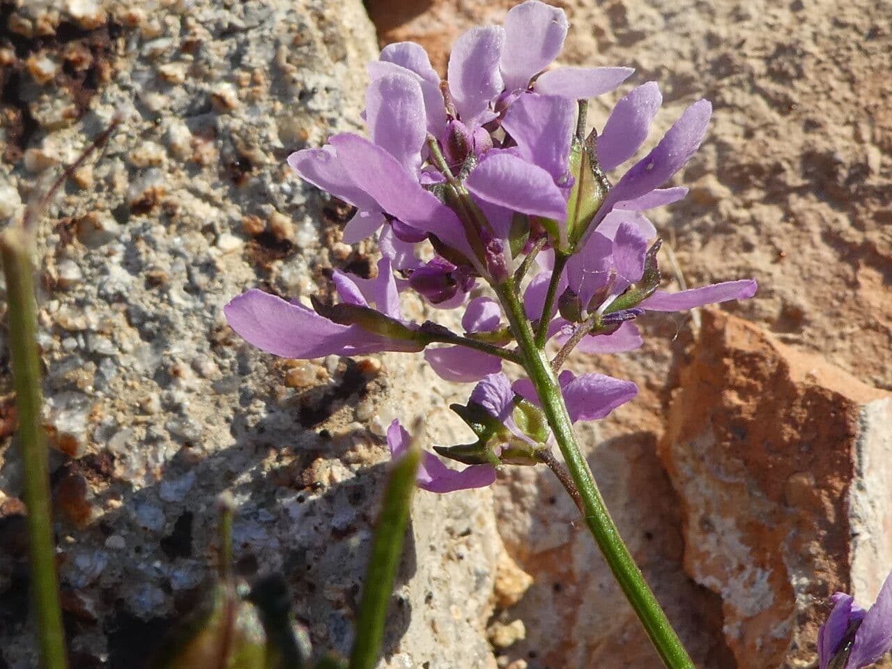 Schiffchenblättrige Schleifenblume 6
