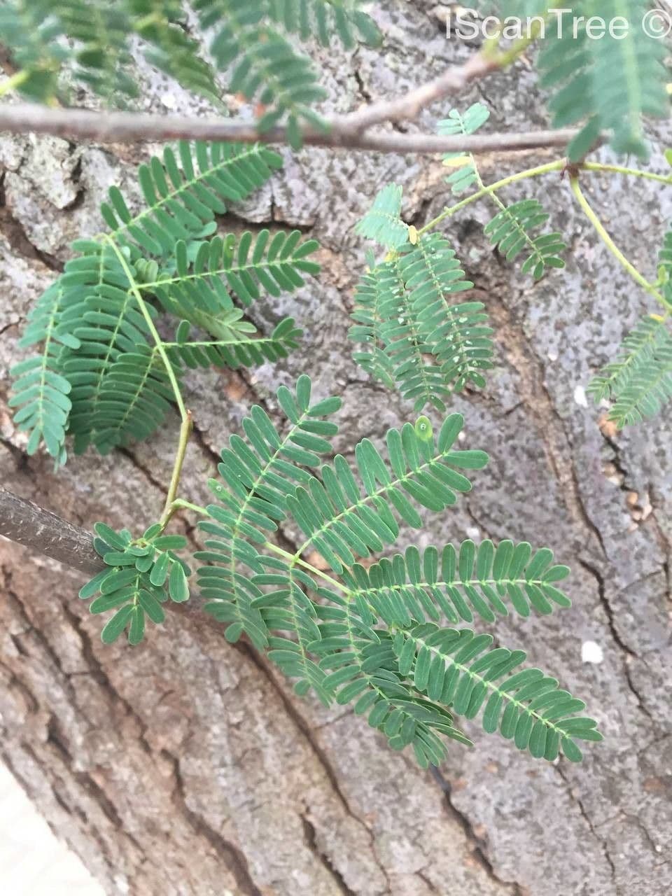 Albizia 12