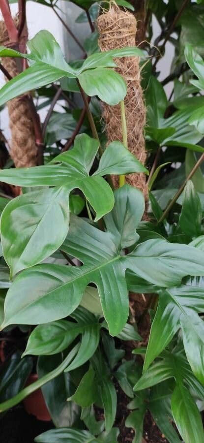 Philodendron