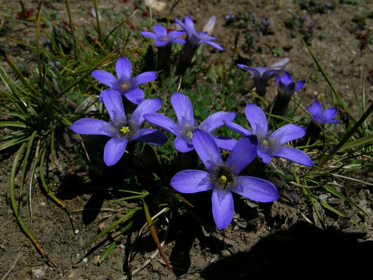 Cyananthus incanus 5