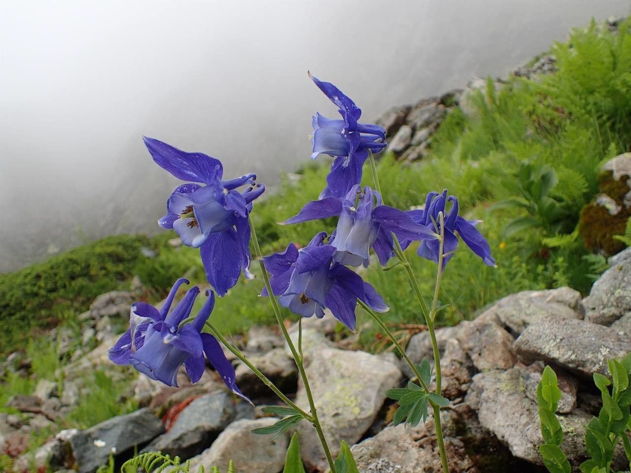 Alpine columbine 14