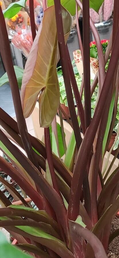 Homalomena 12