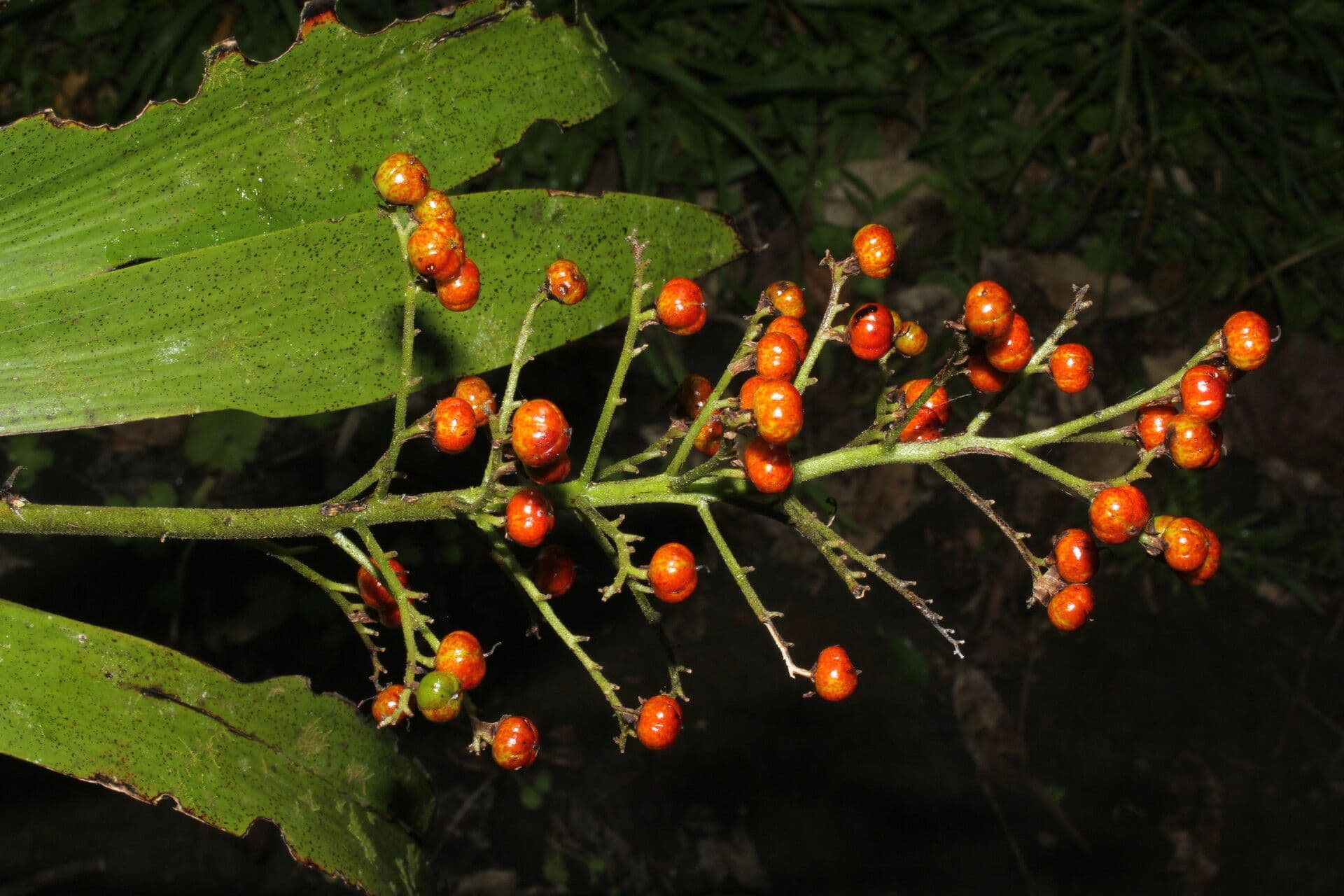 Xiphidium