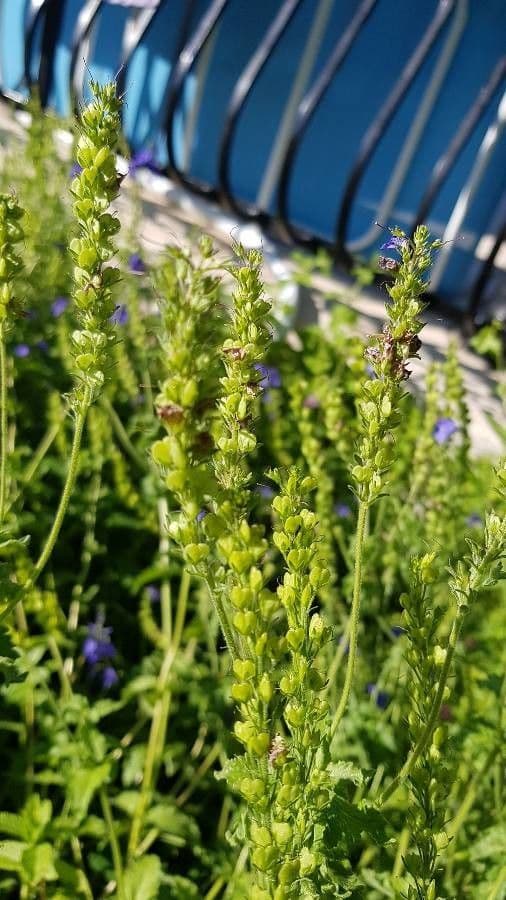 Veronica austriaca
