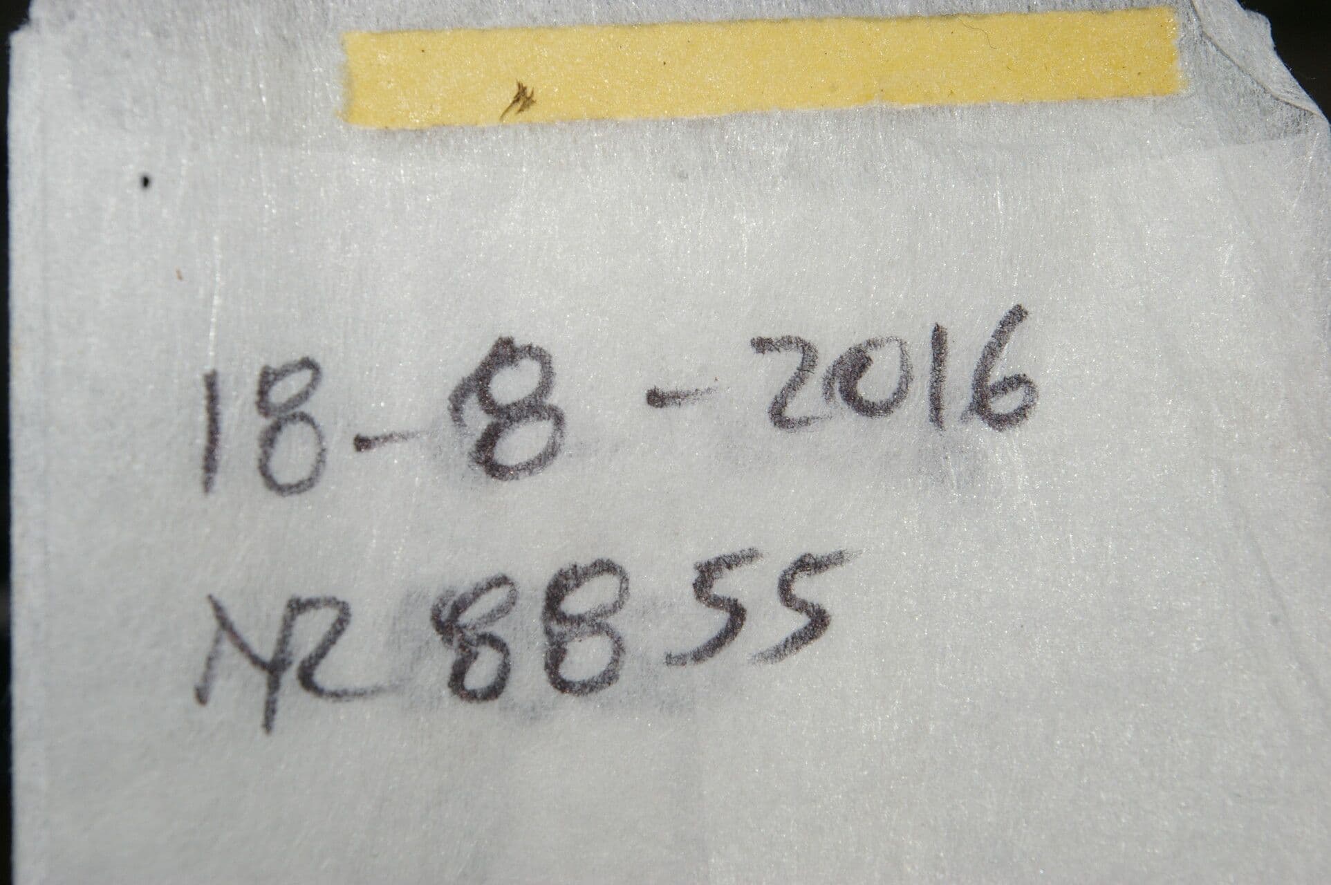 Yagrumo macho 27