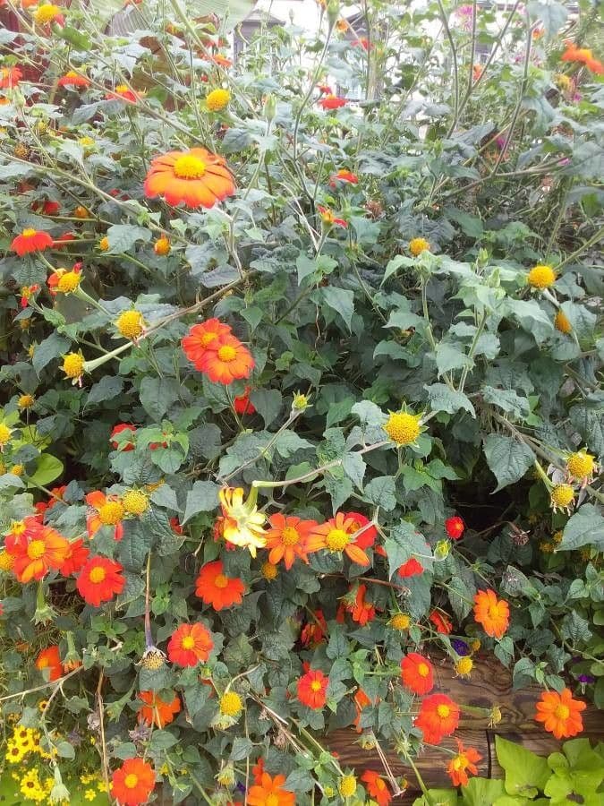 Tithonia rotundifolia 15