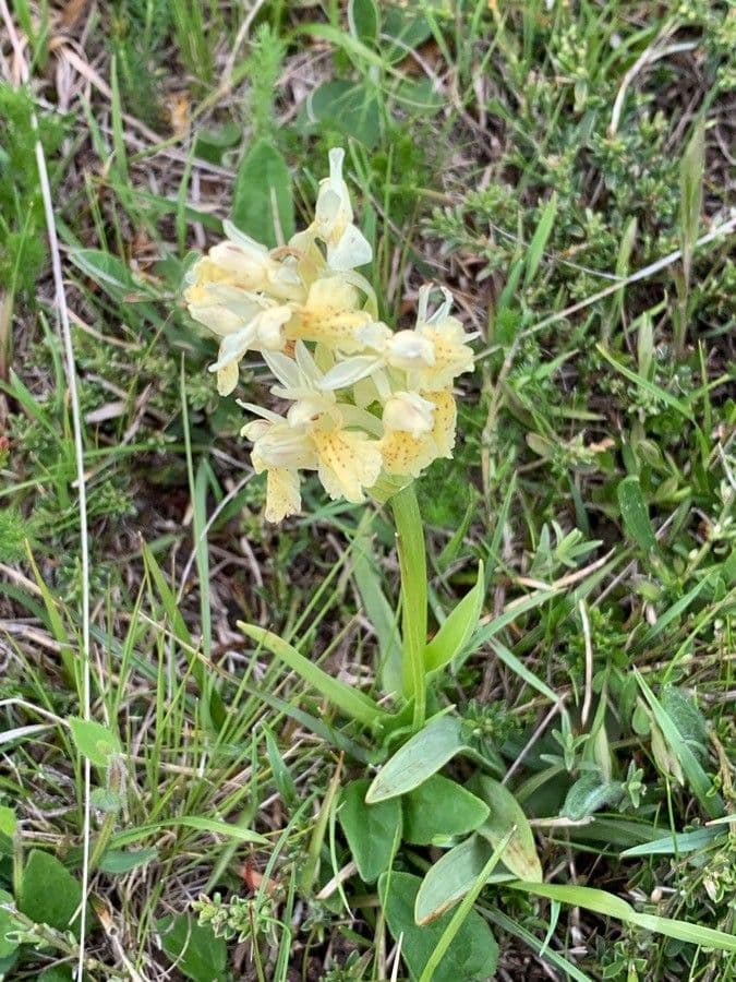 Orchidea sambucina 25