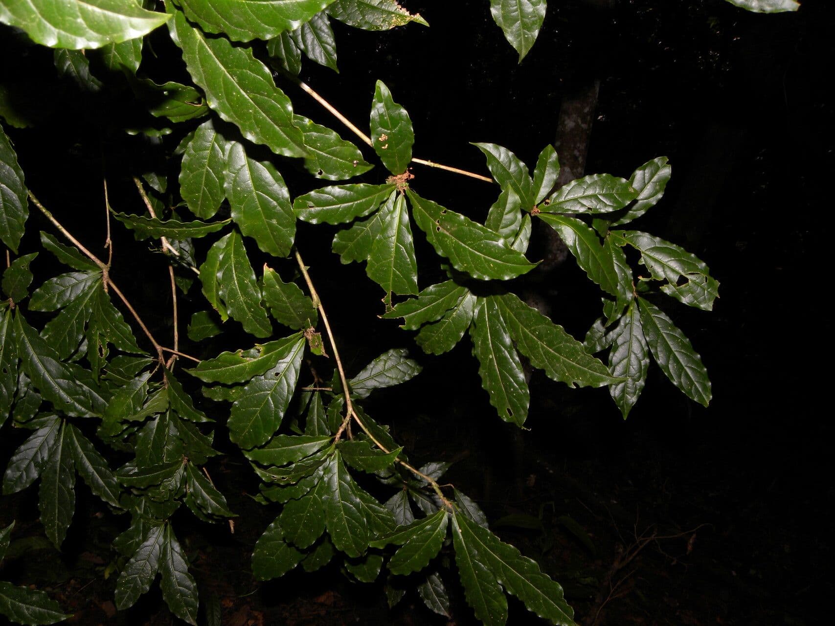 Terminalia amazonia 6