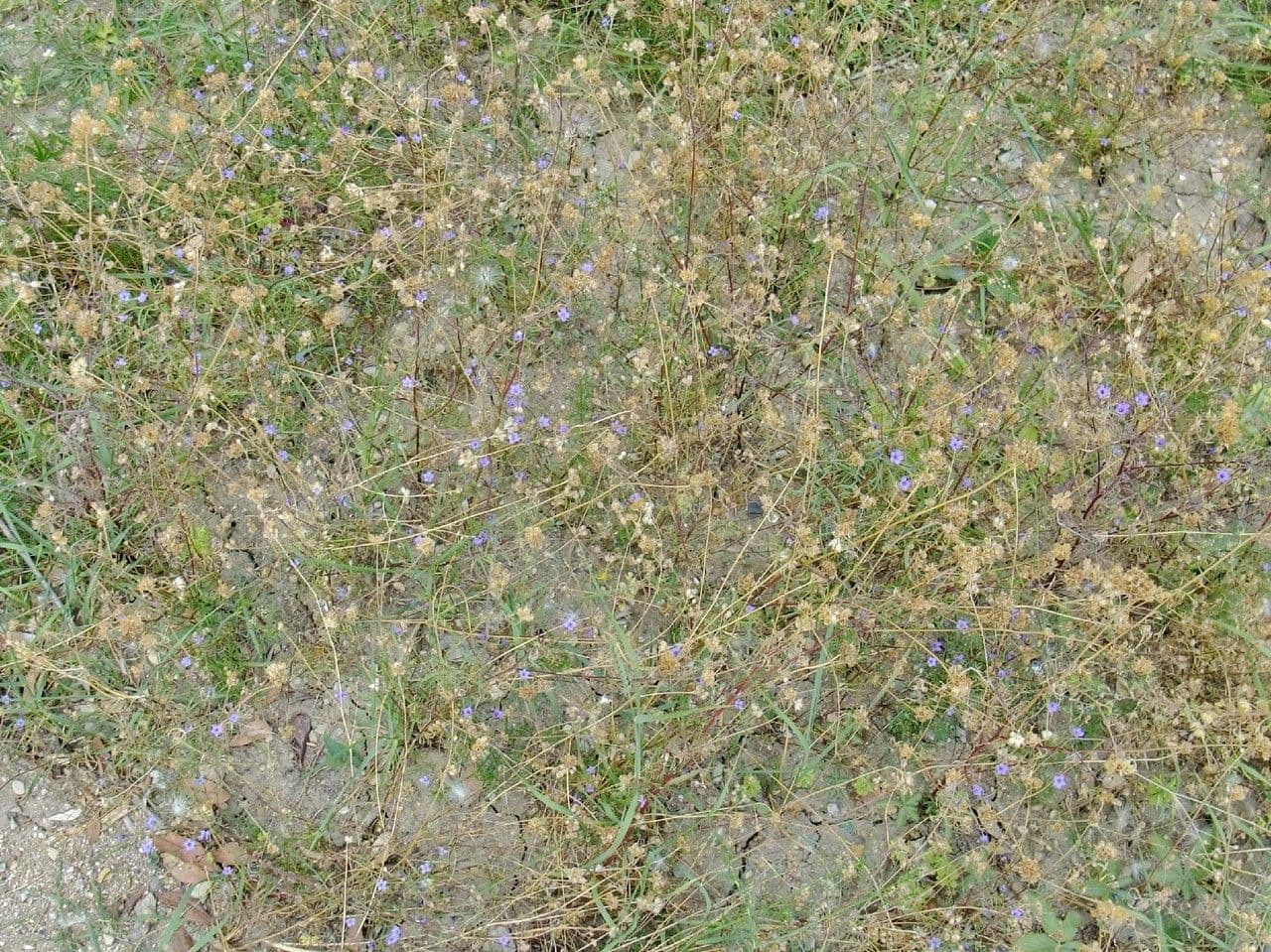 Gilia 12