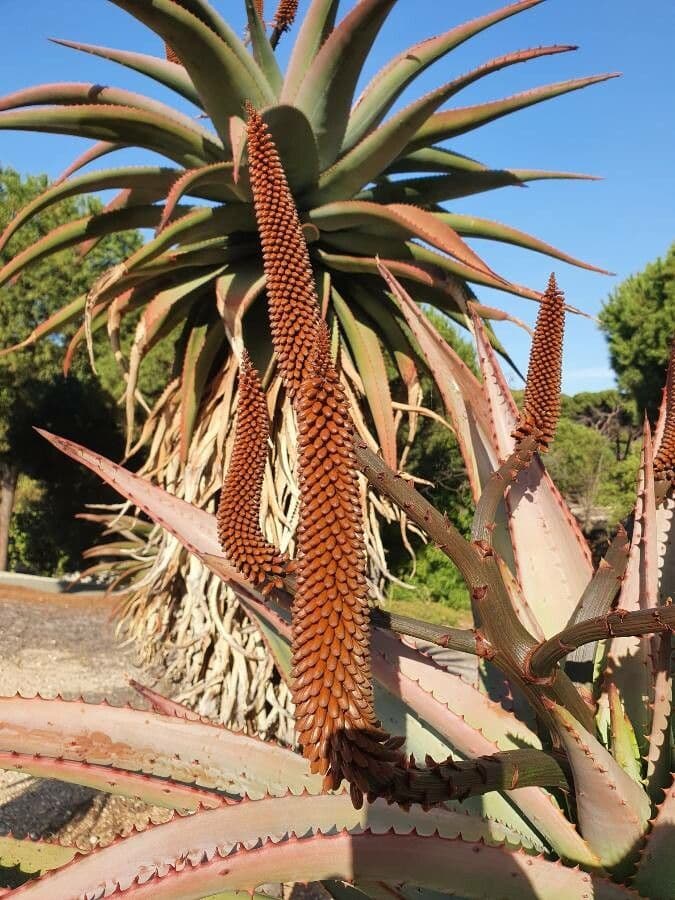 Aloe divá