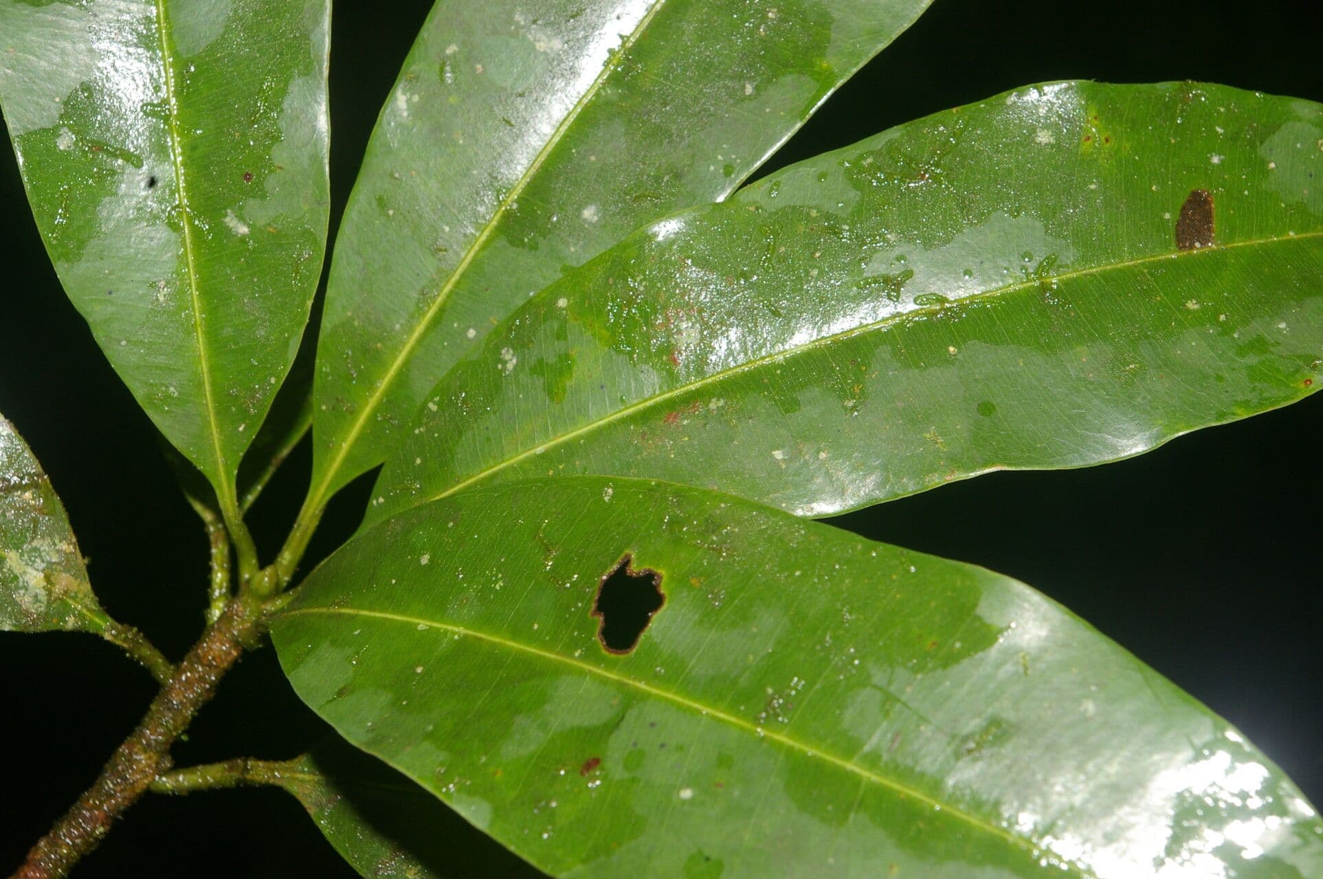 Manilkara 4