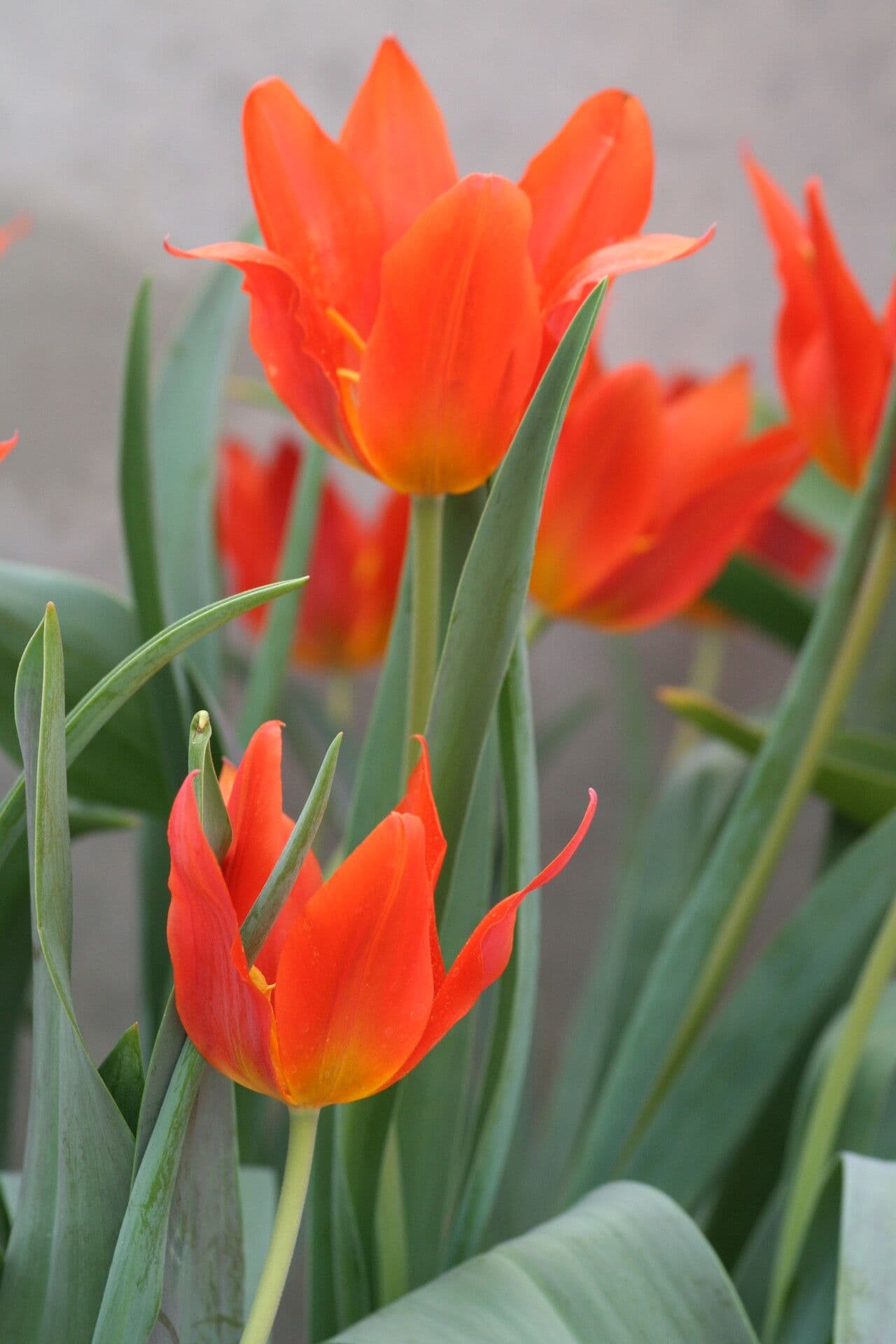 Tulipano 2