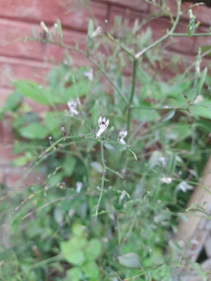 Andrographis paniculata 6