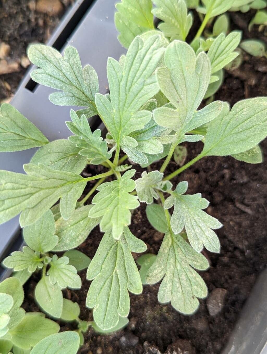 Facelia setosa 11