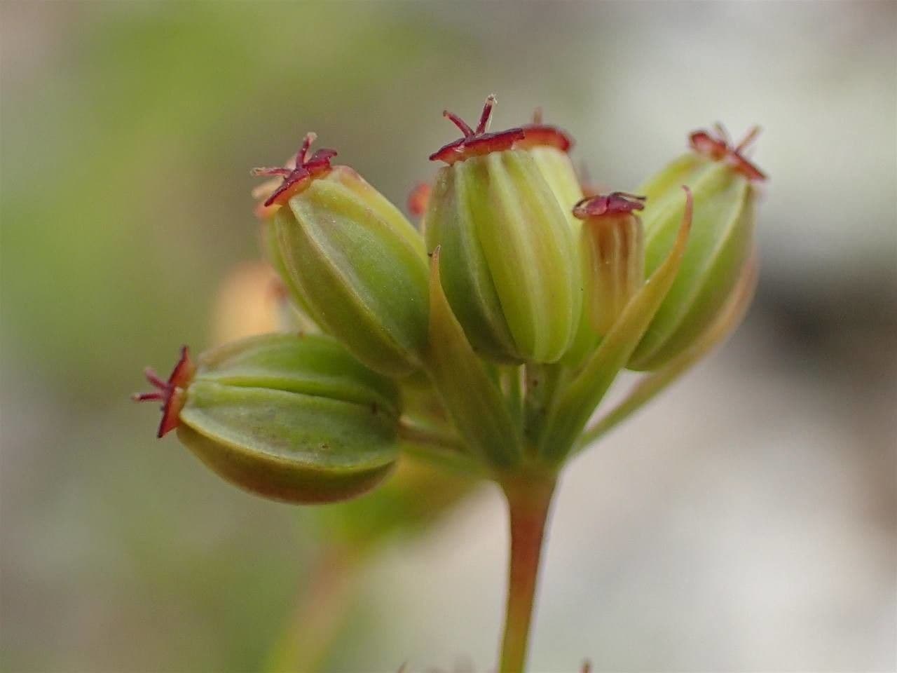 Bupleuro falcato 5