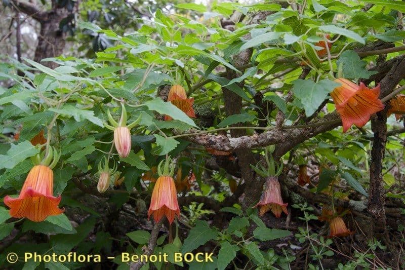Canary bellflower 24