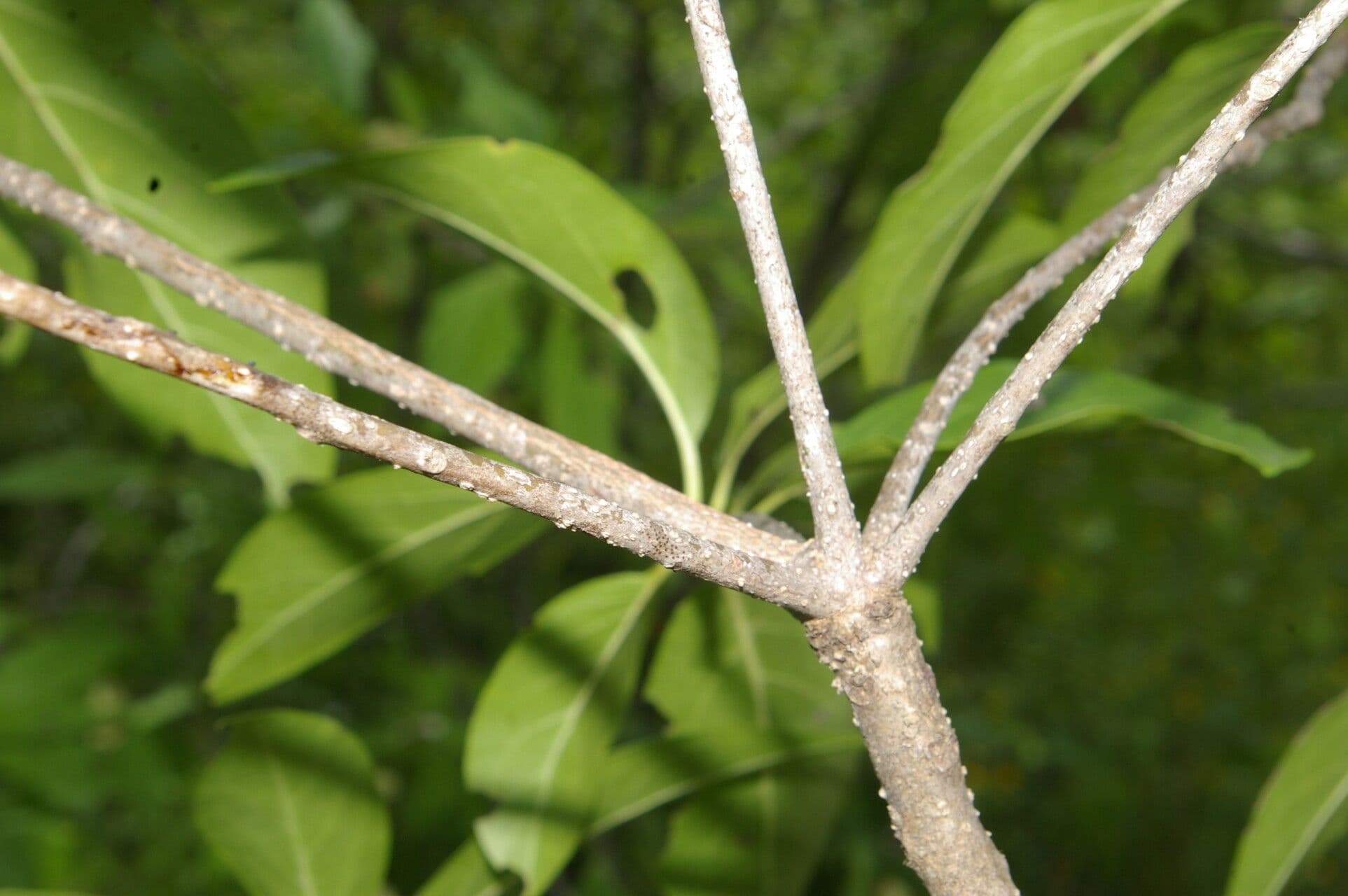 Cordia gerascanthus 6