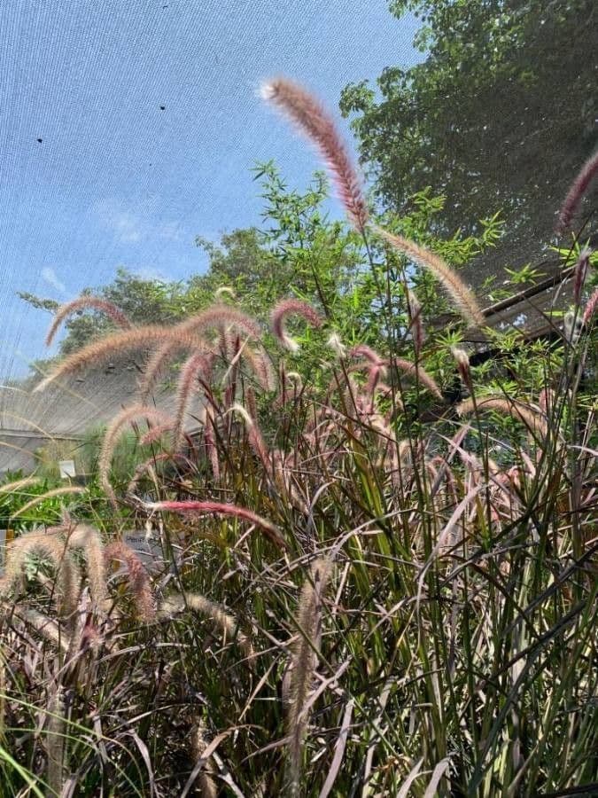 Setaria minore 20