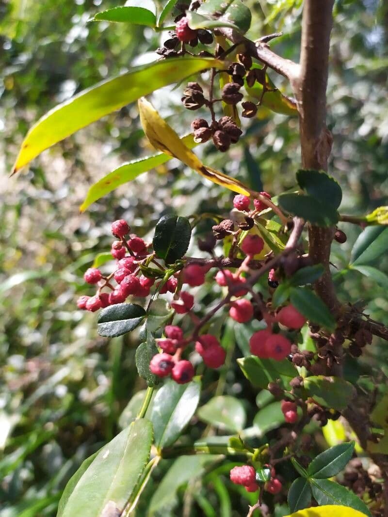 Zanthoxylum 4