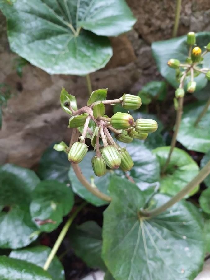 Léopardplant 29