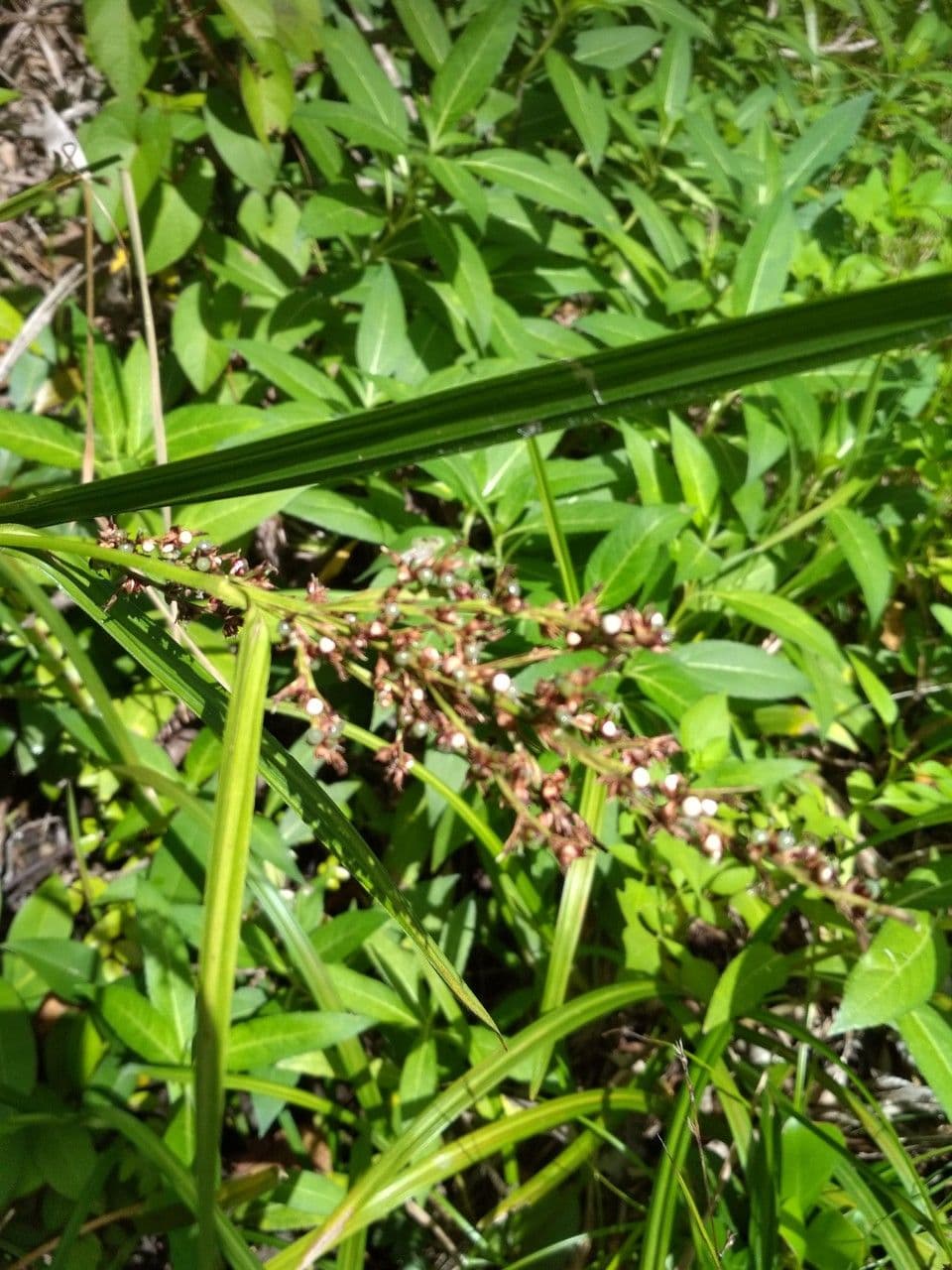 Scleria 2