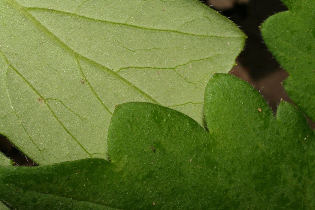 Feuille d'eau appendiculée 13
