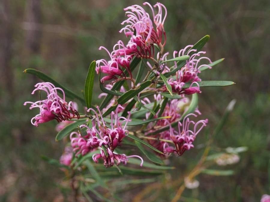 Grevillea sericea 2