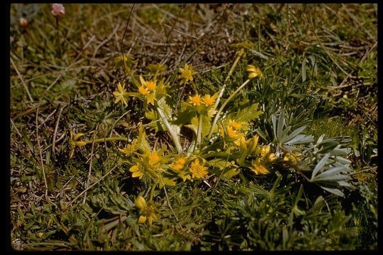 Sanicula arctoide 9