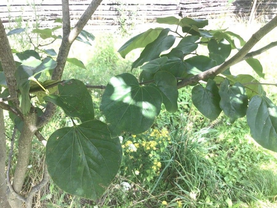 Árbol de Judea
