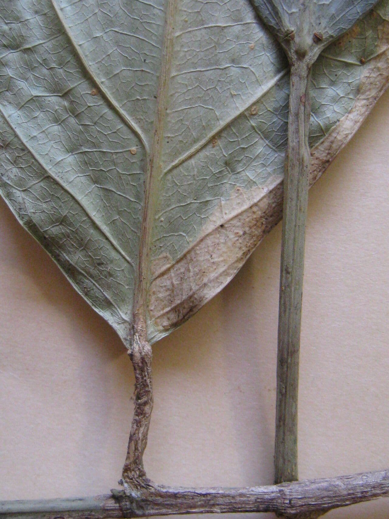 Caryodendron