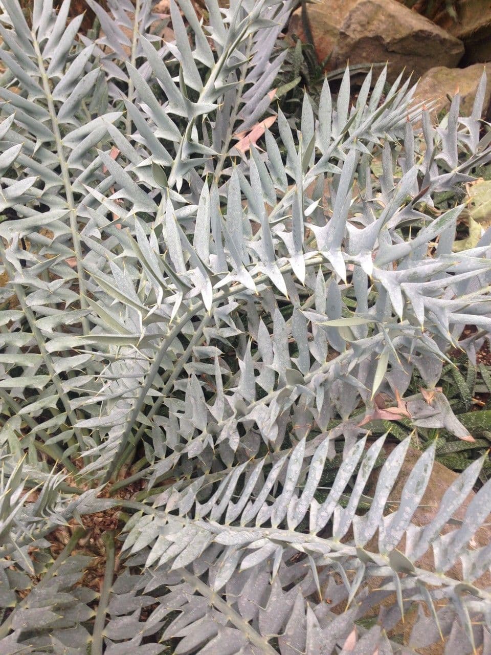 Encephalartos 12