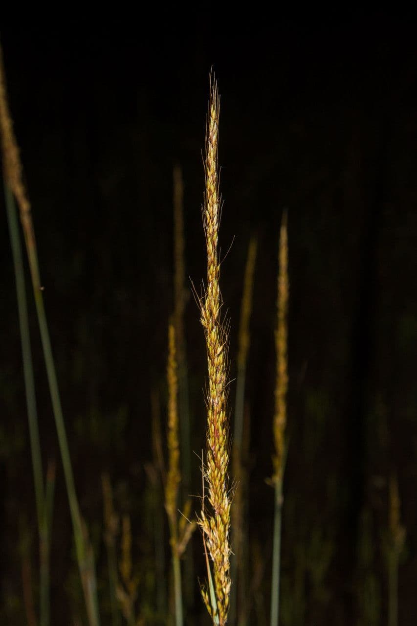 Sorghastrum nutans
